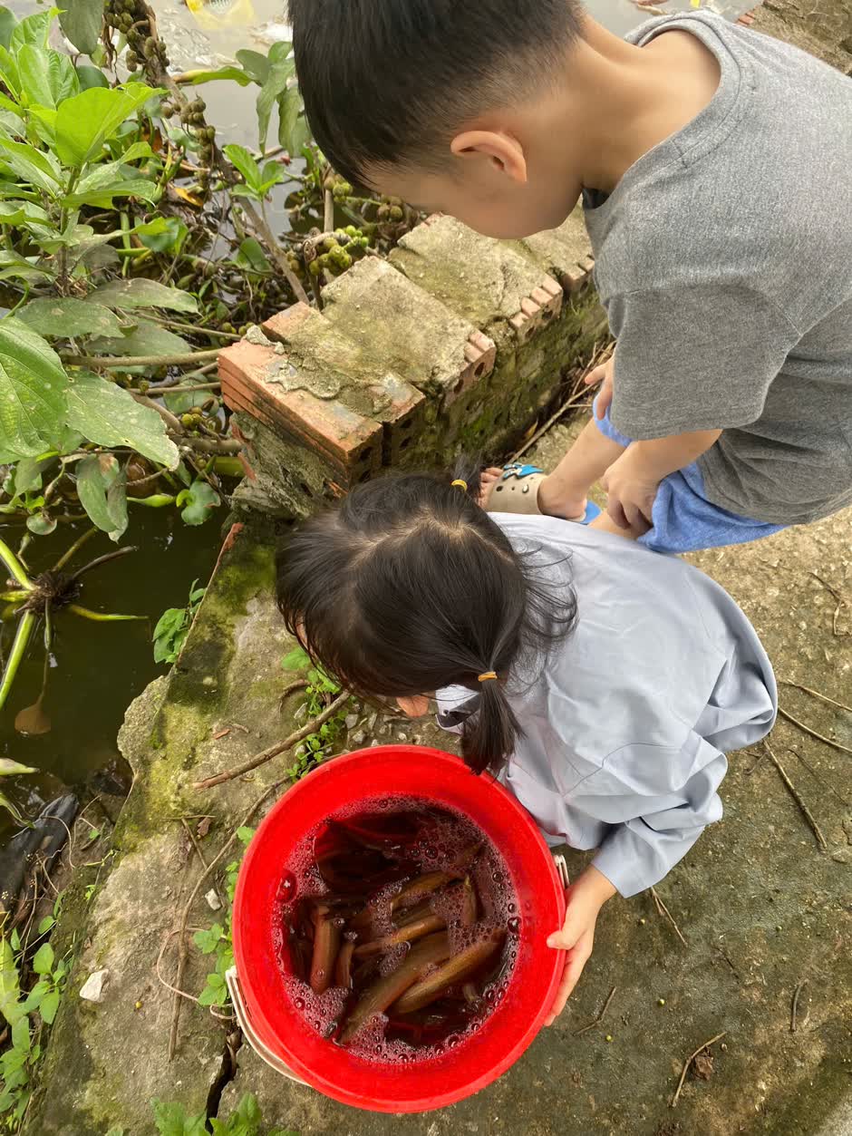 2 em nhỏ cúi bên mép nước, nghiêng chiếc xô đỏ thả đàn cá lươn trở về với ao hồ